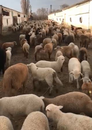  romania